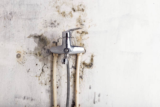 Best Post-Flood Mold Remediation in Marseles, IL
