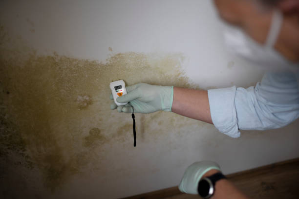 Best Black Mold Remediation in Marseles, IL