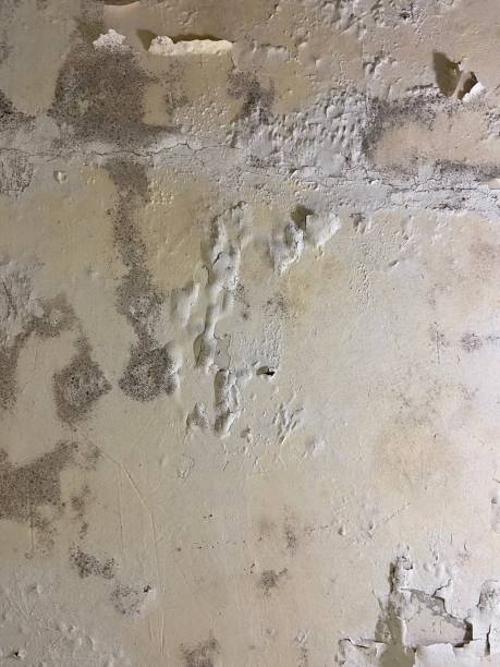Best Emergency Mold Remediation in Marseles, IL