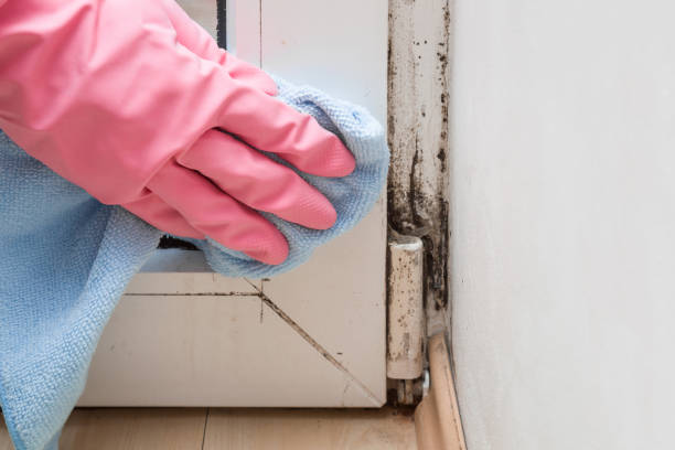 Best Industrial Mold Remediation in Marseles, IL