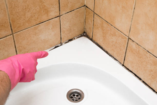 Best Crawl Space Mold Remediation in Marseles, IL