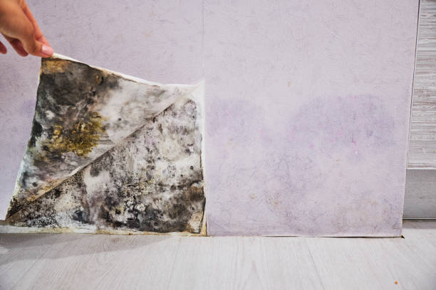 Best Insurance-Related Mold Remediation in Marseles, IL